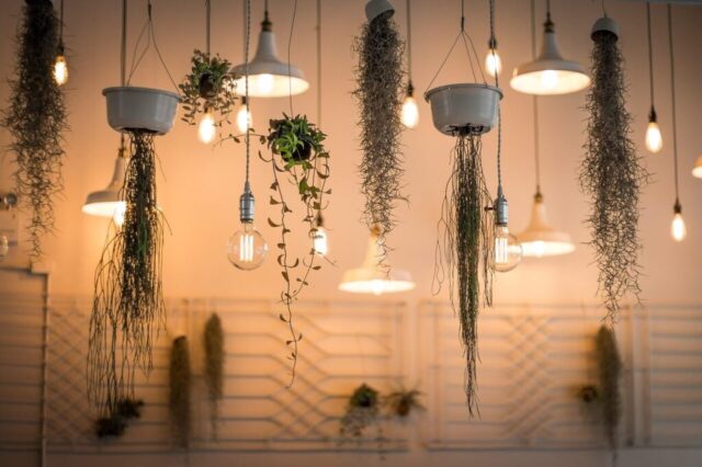 lights, decoration, illuminated, interior design, plants, light bulbs, hanging plants, incandescent, lighting, nature, interior decoration