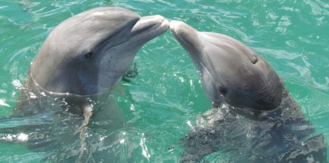Photo by Cocodillaa.com dolphin, nature, sea, love, kiss