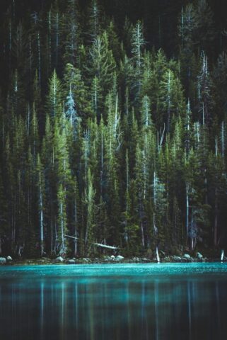 pine trees and blue lake pine trees and blue lake