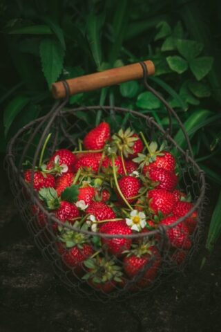 strawberries in metal basket