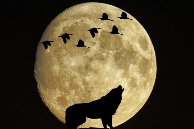 Photo by Cocodillaa.com mystical, moon, full moon, nature, birds, wolf, moonlight