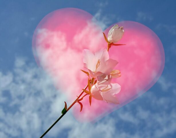 white, red, pink, heart, sky, blue, bloom, flower, bells, love, nature, valentine's day, wedding, clouds, washing