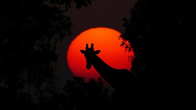 giraffe, animal, africa, sunset, nature, wilderness, safari, adventure, wild animal, neck, mammal, head, sun, wildlife, giraffe, giraffe, giraffe, giraffe, giraffe, africa