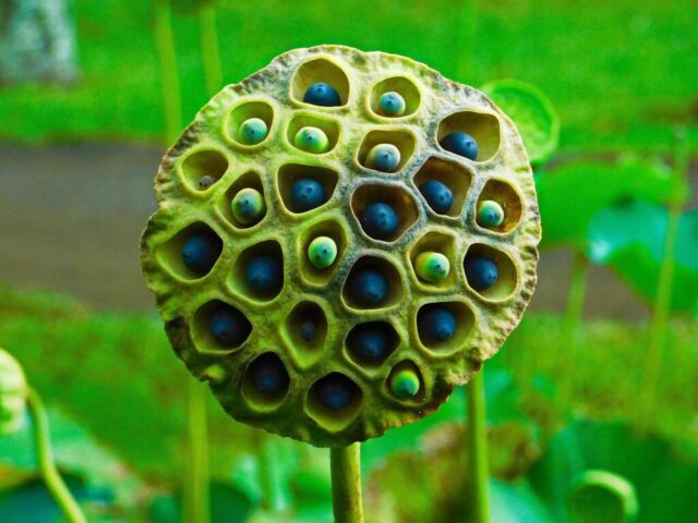lotus flowers, lotus seeds, trypopobhia, lotus seeds, lotus seeds, lotus seeds, lotus seeds, lotus seeds