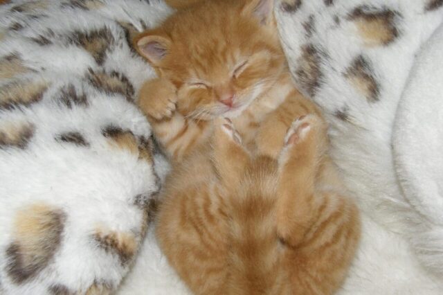 kitten, sleep, dreams, kitten, kitten, kitten, kitten, kitten, sleep, sleep