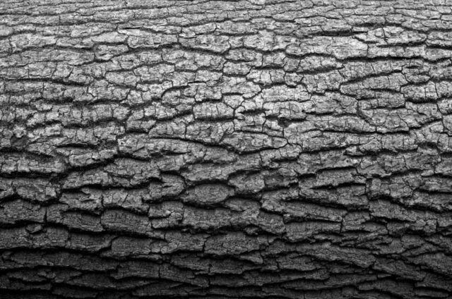 log, minimal, black and white, detail, mood, peaceful, sample, material, log, log, log, minimal, minimal, minimal, minimal, minimal, material