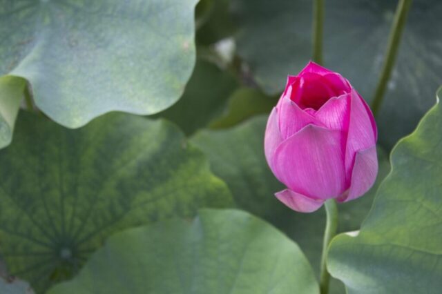 lotus, pond, lotus leaf, lotus, lotus, lotus, lotus, lotus