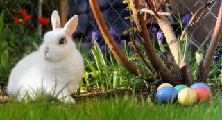 easter, rabbit, white, easter eggs, eggs, multicoloured, meadow, greeting card, easter bunny, rabbits, easter nest, rabbit, rabbit, rabbit, rabbit, rabbit, easter bunny