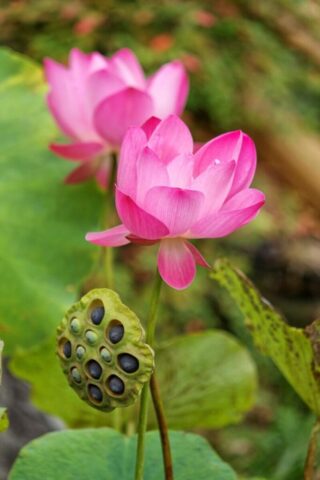 lotus, lotus root, water lily, nymphaea, lotus seed, seed pod, pink, magenta, seed head, lotus, lotus, lotus, lotus, lotus, lotus root, lotus root, water lily, lotus seed, lotus seed, lotus seed, seed pod, seed pod