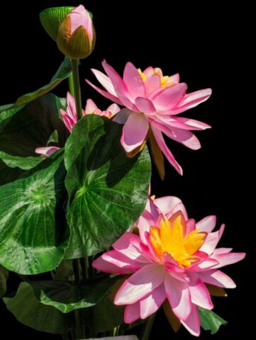 lotus, lotus flowers, lotus flower, water flower, pink, lotus, lotus, lotus, lotus, lotus, lotus flowers, lotus flower, lotus flower