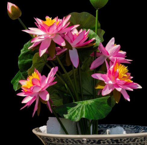lotus, lotus flowers, lotus flower, water flower, pink