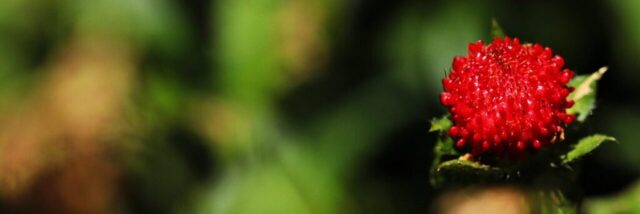 strawberry, wild strawberry, nature, berry, red, wild strawberries, fruit, strawberry plant, yummy, meal, sweet dish, cute, food, mountains, strawberry, strawberry, strawberry, strawberry, strawberry, wild strawberry, wild strawberry, wild strawberry, wild strawberry, wild strawberry, wild strawberries, strawberry plant, strawberry plant, strawberry plant, strawberry plant, strawberry plant