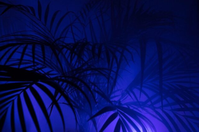 palm tree, diffuse, art, hip, nature, hipster, fog, neon, wallpaper hd, mac wallpaper, colour, disco, party, hd wallpaper, series image, the shade, background, artificially, lighting, image series, desktop backgrounds, neon light, 4k wallpaper, beautiful wallpaper, 4k wallpaper 1920x1080, windows wallpaper, neon lights, yukka, lamp, cool backgrounds, smoke, free wallpaper, laptop wallpaper, schemes, light, free background, wallpaper 4k, multicoloured, full hd wallpaper, leaf, artistic