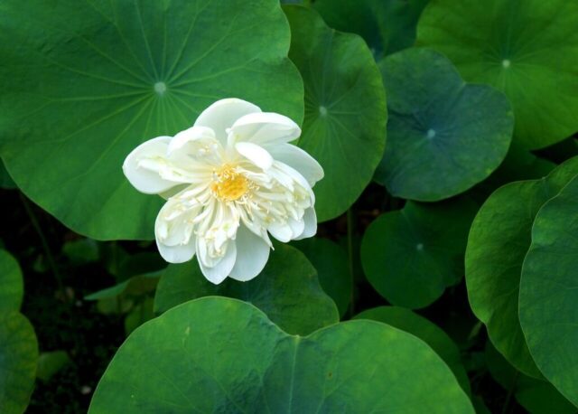 lotus flower, white lotus, vietnam