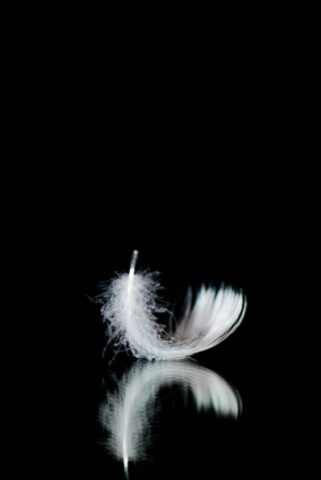 minimal, feather, white, black, minimal, minimal, minimal, minimal, minimal, feather
