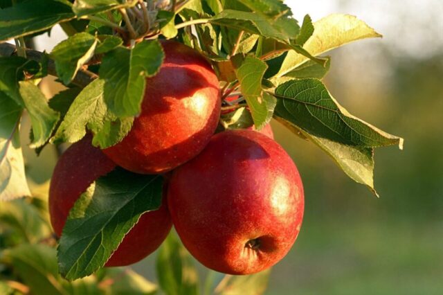 fruit, apple, malum, red, healthy, apple tree, apple harvest, nature, evening sun, fall, apple, apple tree, apple tree, apple tree, apple tree, apple tree