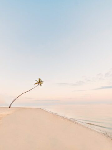 a tree on a beach