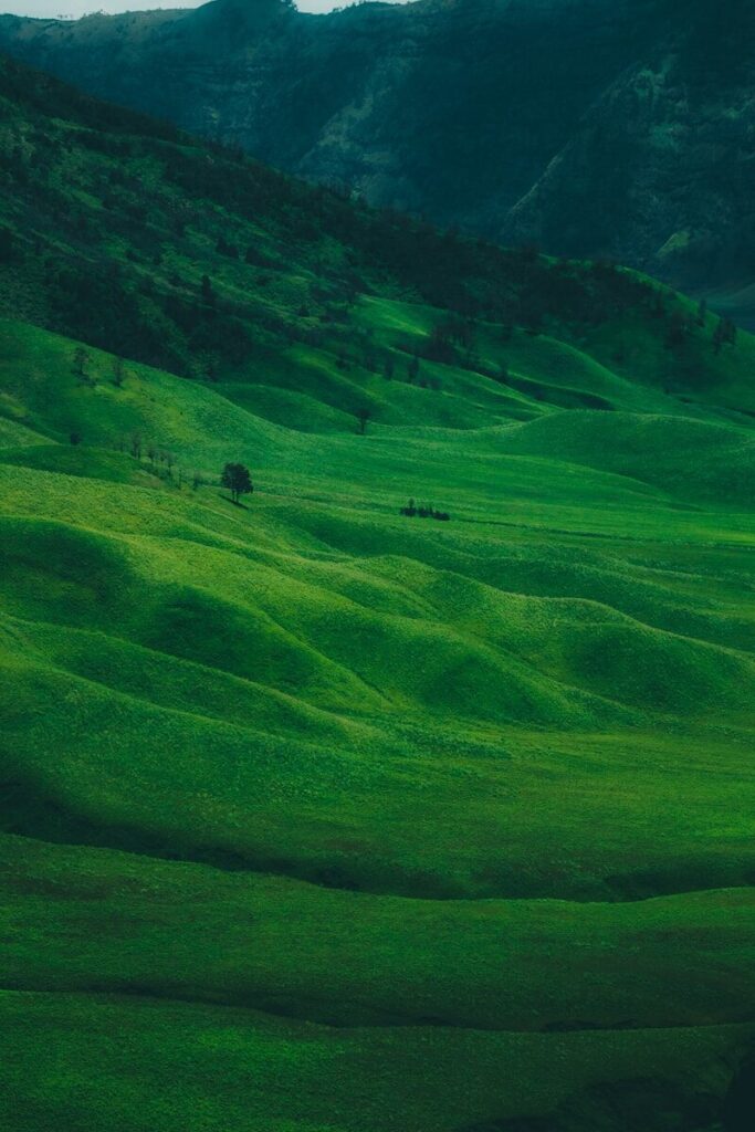 Green Wallpapers HD & 4K โ Nature & Aesthetic Backgrounds Free Download