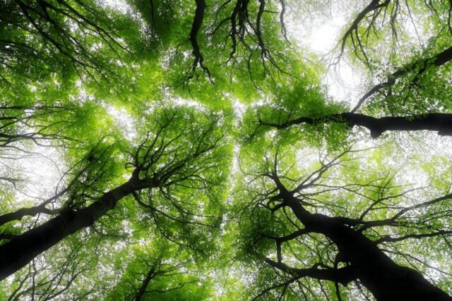 low angle photography of trees during daytime low angle photography of trees during daytime