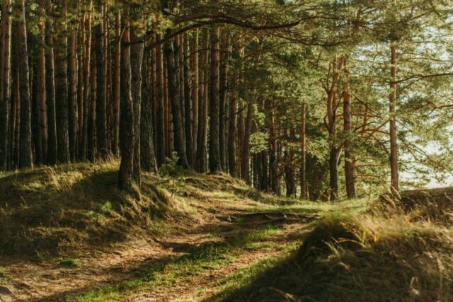 green leafed trees green leafed trees