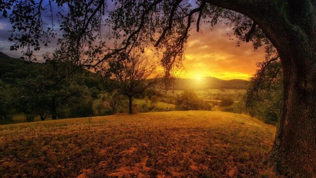 nature, tree, dawn, landscape, panorama, sun, branches, sunlight, orange, environment, nature, nature, nature, nature, tree, tree, tree, landscape, landscape, landscape, landscape, landscape, sun, sun, sun, environment, environment