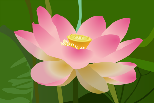 lotus, flower, plant, flower wallpaper, petals, beautiful flowers, pink flower, water lily, indian lotus, flower background, sacred lotus, bloom, blossom, flowering plant, aquatic plant, flora, nature, pond