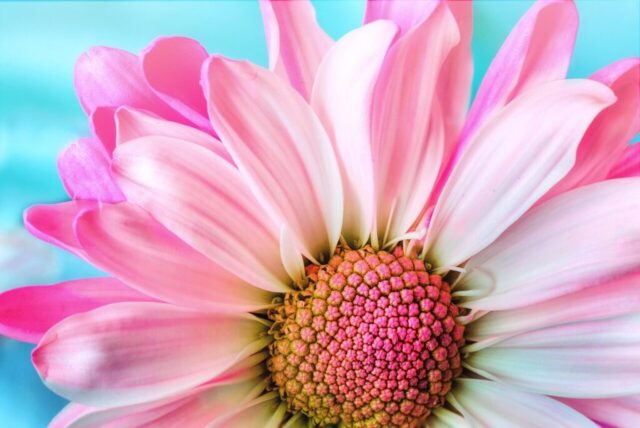 flower, nature, flora, petal, summer, daisy, pink, macro, hd wallpaper, nature wallpaper, pink nature, pink flower, nature background, flower wallpaper, flower background, beautiful flowers, pink summer, beautiful nature, pink wallpaper, pink natural