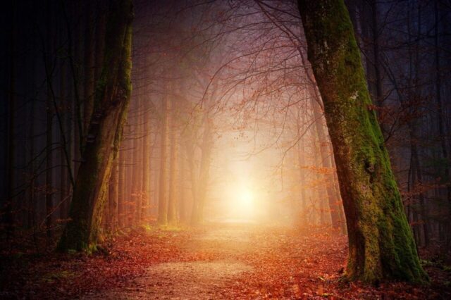 nature, forest, trees, light, sun, fog, foggy, sunset, beautiful nature, shadow, autumn, mood, nature wallpaper, branches, landscape, away, path, aesthetic, bare branches, leaves, fall foliage, kahl, secret, mystical, bill, dream, ray of light, orange, nature background, deciduous forest, lighting, forest path, romantic, atmospheric, fall color, walk, light tunnel, magic, hd wallpaper, cool wallpaper nature, forest, trees, light, sun, fog, foggy, sunset, beautiful nature, shadow, autumn, mood, nature wallpaper, branches, landscape, away, path, aesthetic, bare branches, leaves, fall foliage, kahl, secret, mystical, bill, dream, ray of light, orange, nature background, deciduous forest, lighting, forest path, romantic, atmospheric, fall color, walk, light tunnel, magic, hd wallpaper, cool wallpaper