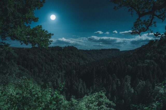 nature, forest, landscape, at night, black forest, dark, mystical, full moon, moon, forest, forest, dark, moon, moon, moon, moon, moon nature, forest, landscape, at night, black forest, dark, mystical, full moon, moon, forest, forest, dark, moon, moon, moon, moon, moon