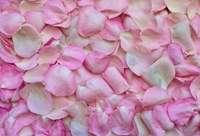 rose petals, windows wallpaper, pink, background, love, free wallpaper, cool backgrounds, valentine's day, full hd wallpaper, valentines, 4k wallpaper 1920x1080, wallpaper hd, romance, flower background, laptop wallpaper, mac wallpaper, 4k wallpaper, romantic, wedding, flower, wallpaper 4k, nature, flora, color, flower wallpaper, desktop backgrounds, floral background, beautiful wallpaper, free background, rose wallpaper, pink nature, pink background, pink love, pink flower, pink rose, hd wallpaper, pink wedding, beautiful flowers, pink wallpaper, pink color, pink natural