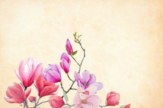 flower, magnolia, watercolor, floral, spring, vintage, art, decorative, nature, flora, romantic, vibrant