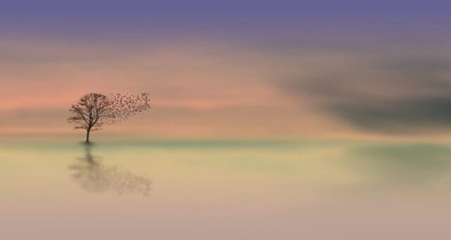 tree, nature wallpaper, free wallpaper, dawn, dusk, desktop backgrounds, birds, nature, landscape, free background, mac wallpaper, 4k wallpaper 1920x1080, hd wallpaper, beautiful wallpaper, beautiful nature, wallpaper 4k, nature background, twilight, full hd wallpaper, calm, horizon, tranquil, windows wallpaper, background, laptop wallpaper, cool backgrounds, 4k wallpaper, wallpaper hd, wallpaper