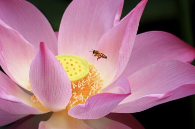 taiwan, nature, taipei, lotus, botanical garden, beautiful flowers, flower, summer, bee, flower background, pick honey, beauty, flower wallpaper, plant, pink, pretty, morning, world bee day, pink flower