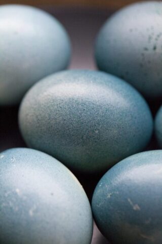 Photo by Cocodillaa.com eggs, blue, spring, easter, egg, easter eggs, delicious, nature, color, decorative, natural, eco-friendly, macro, glossy, light, eastercollection, blue nature, blue spring, blue light, blue egg, blue eggs, blue color, blue natural, blue lights