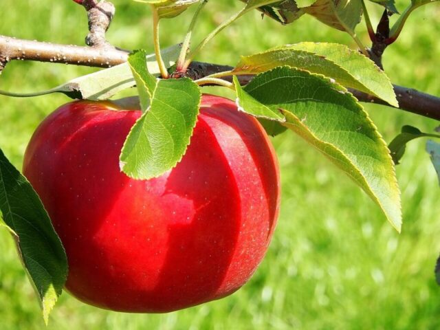 apple, red, harvest, thanksgiving, orchard, apple harvest, fruit, apples, red, thanksgiving, thanksgiving, thanksgiving, thanksgiving, thanksgiving, orchard, orchard, orchard, apples