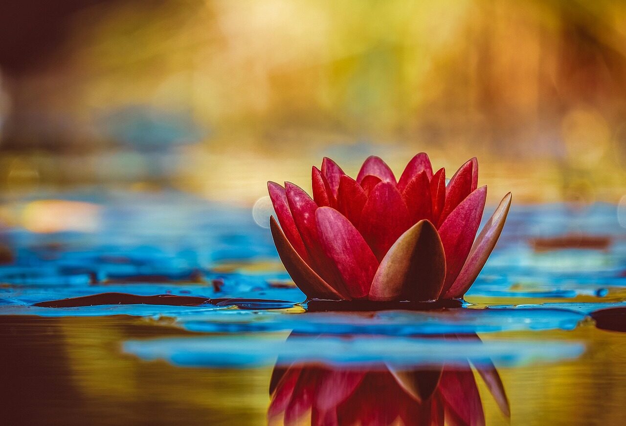water lily, nature, wallpaper hd, flower, laptop wallpaper, flower background, cool backgrounds, wallpaper 4k, botany, aquatic plant, mac wallpaper, windows wallpaper, floral background, desktop backgrounds, bloom, blossom, full hd wallpaper, hd wallpaper, free background, flower wallpaper, 4k wallpaper, growth, beautiful flowers, beautiful wallpaper, 4k wallpaper 1920x1080, free wallpaper, wallpaper