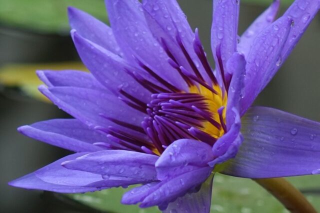 lotus, purple, the meridional lotus