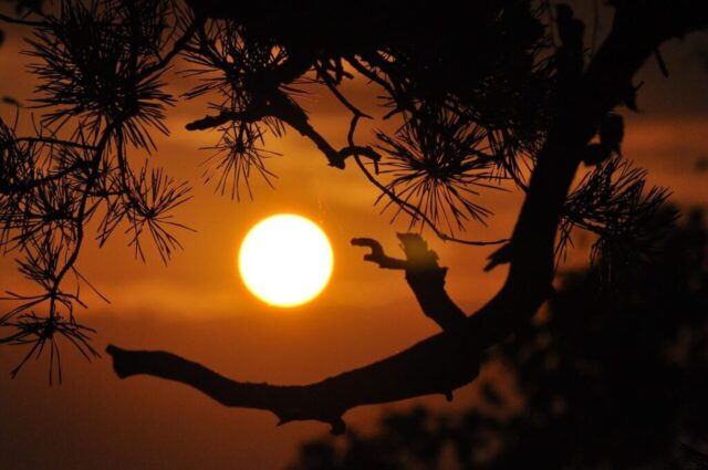 sunset, branches, nature, silhouettes, backlighting, sun, dusk, twilight, orange sky, tree, tree silhouette, setting sun