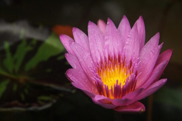 lotus, fire, combustion, lotus leaf, dew, lotus, lotus, lotus, lotus, lotus