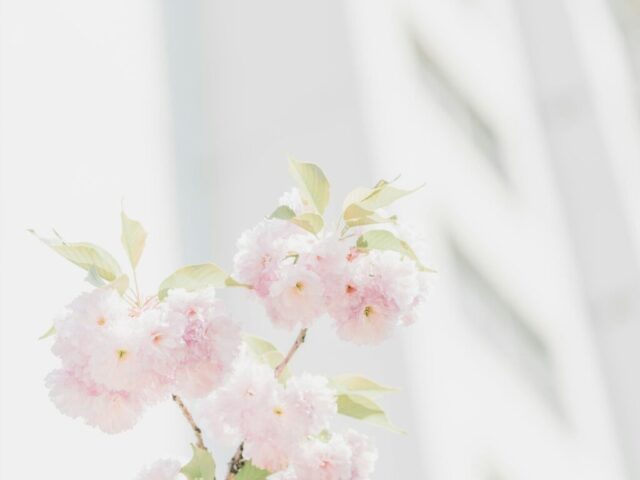 pink petaled flowers on white background