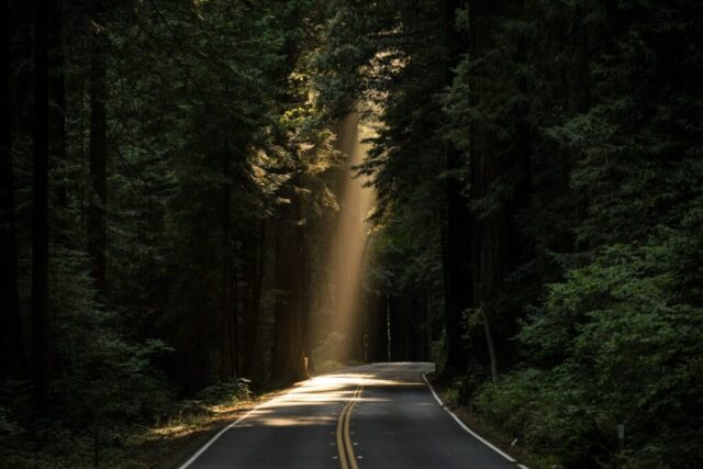 empty concrete road covered surrounded by tall tress with sun rays empty concrete road covered surrounded by tall tress with sun rays