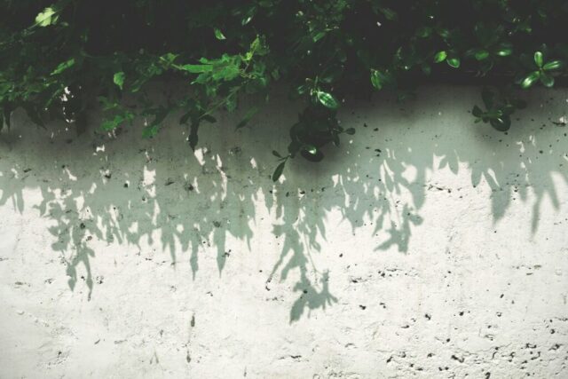 green leaf plant on white wall at daytime