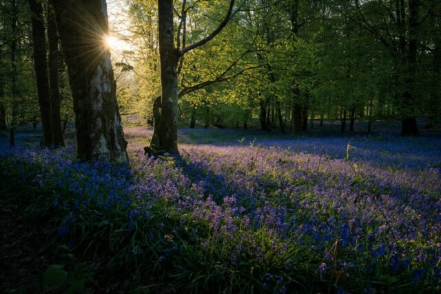 purple petaled flowers near trees purple petaled flowers near trees
