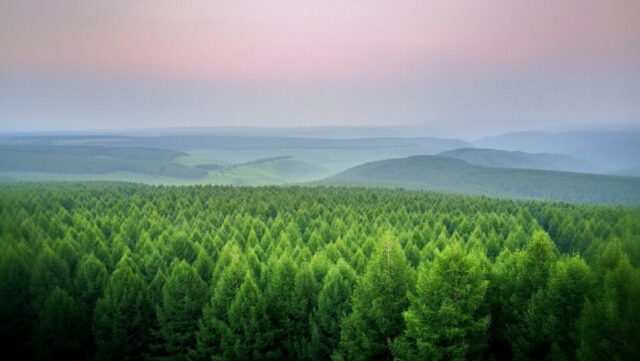 aerial view of forest aerial view of forest