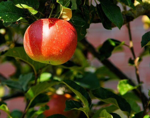 apple, tree, apple orchard, nature, orchard, fresh, fruit, fresh apple, fresh fruit, red apple, harvest, produce, organic