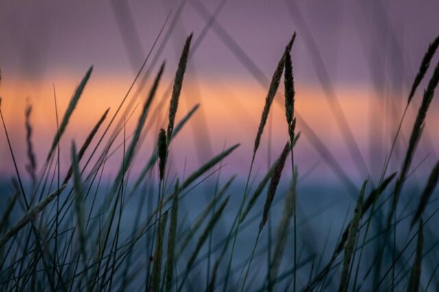 evening atmosphere, grass, sunset, nature, meadow, dusk, landscape, twilight, sunset, sunset, sunset, sunset, sunset, nature, meadow, landscape