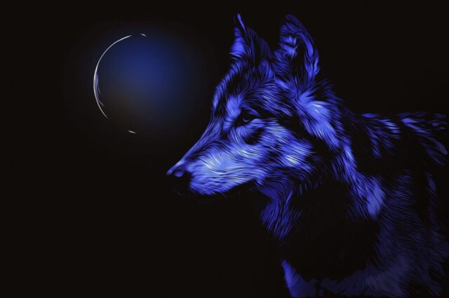 Photo by Cocodillaa.com wolf, moon, night, blue, composing, moonlight, darkness, full moon, wolf, wolf, wolf, wolf, wolf
