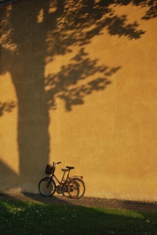 bike, grass, nature, tree, wall, shadow