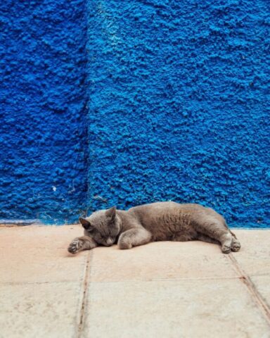 cat, sleep, wall, animal, blue, grey, pet, leisure, relax, minimal, blue sleep, blue wall, blue sleeping