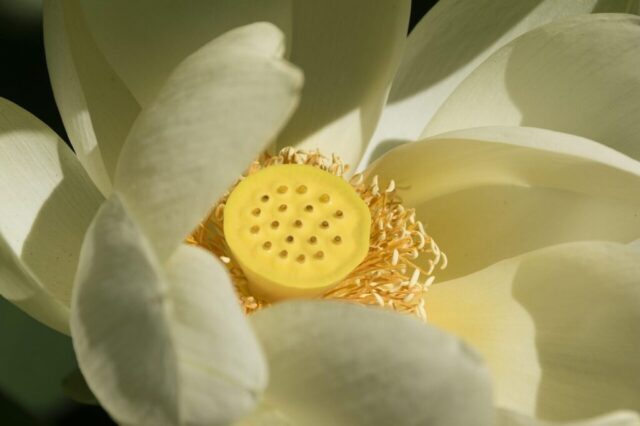 flower, lotus, heart, flower wallpaper, beautiful flowers, yellow, zen, nature, flower background, pond, petals, beauty